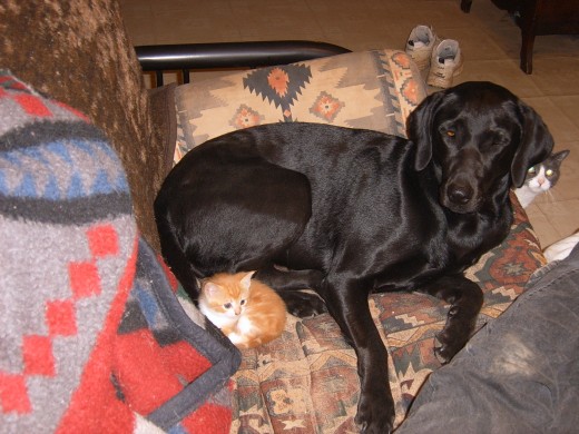 Lab cross Sasha with Windy as a kitten and Houdini peeking round the corner