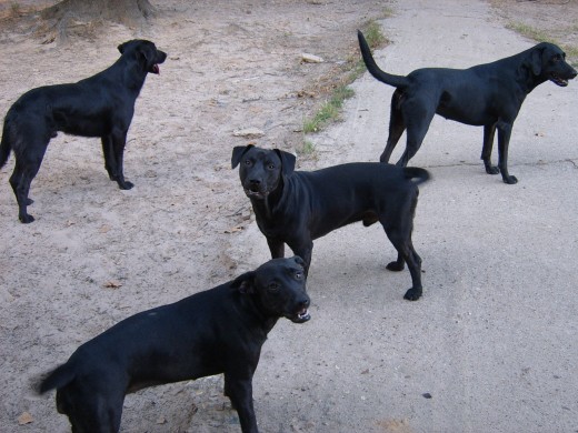 We go swimming in the pond almost every day but then again we are country dogs!