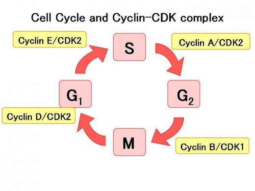 Cell Cycle and Cyclin-Dependent Kinase (CDK) complexes for control. S=Synthesis, G= Growth, M=Mitosis. Source: Public Domain, wikimedia commons.
