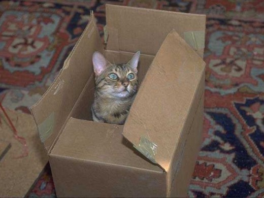 Does Amazon ship cats now?  