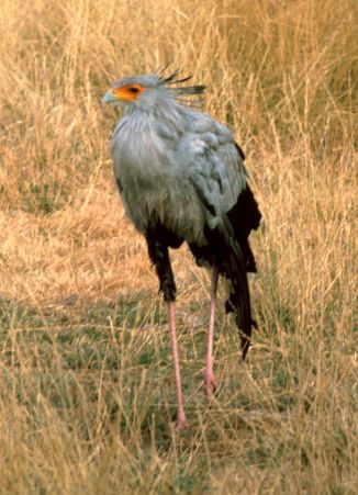 Secretary Bird