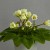This African Violet variety is called "Alchemy Antique Bells". This African Violet variety is called "Alchemy Antique Bells".
