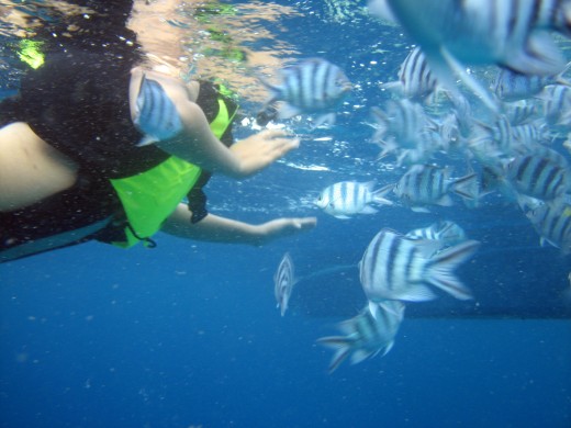 Fish feeding at Simisu Islands