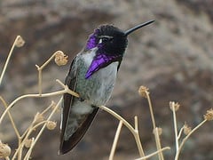 Black Chinned Hummer perched on branch