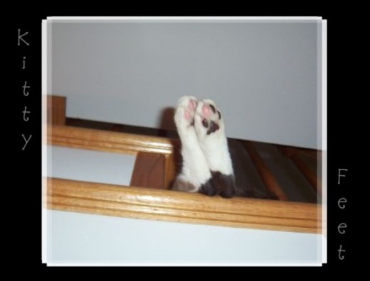 The feet of Mr. Jelly. He loved sleeping on the stairs. I miss him. He passed away last year.