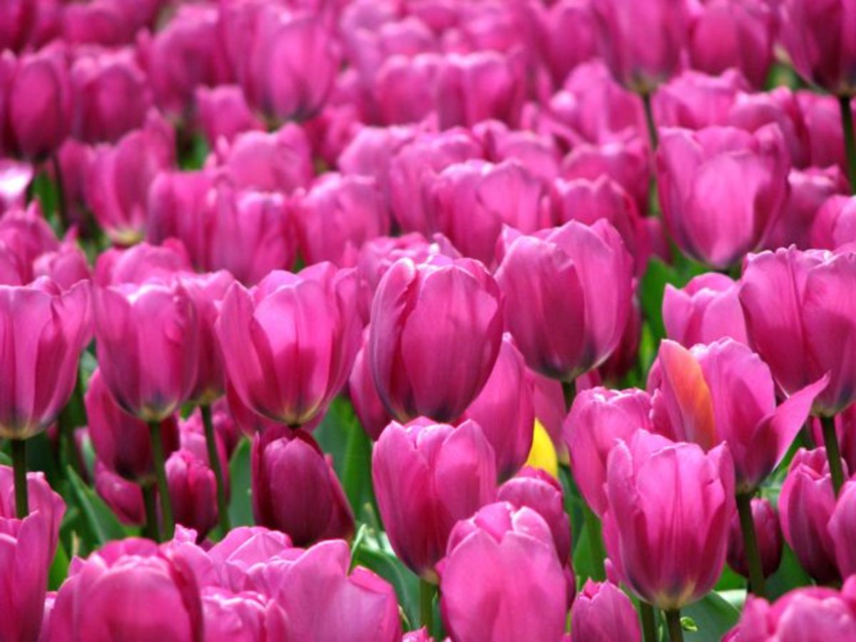A field of tulips in the Tasmanian Botanical Gardens.