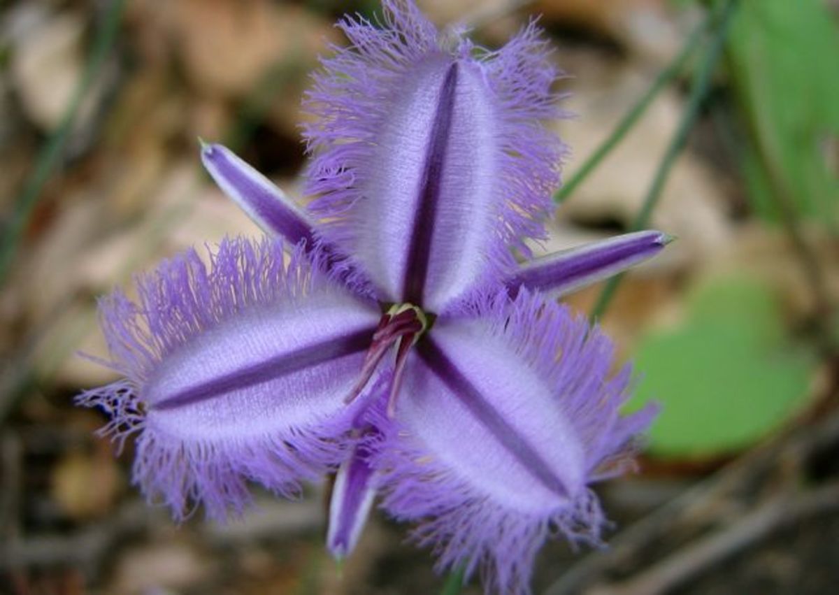 Fringe Lily - Thysanotus glaucus - Western Australia.