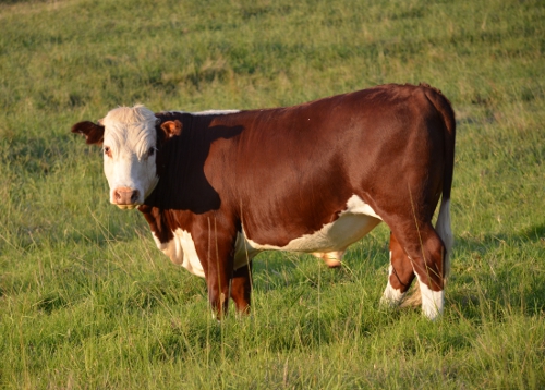 Cows like this roam the paddocks 