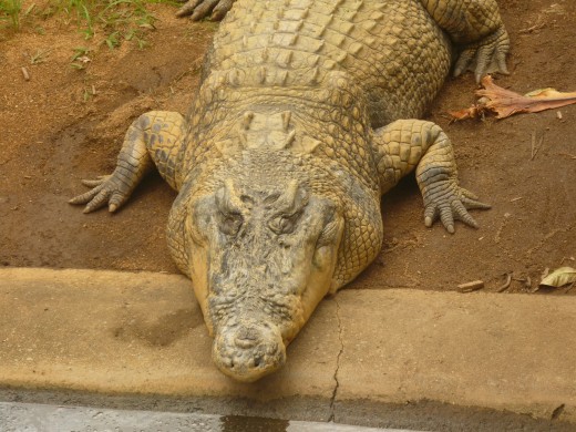 Saltwater Crocodile, Cairns Tropical Zoo