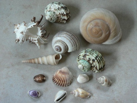 Several types and varieties of shells found on Sanibel Island, Florida.