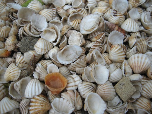 Sanibel coquina shells and scallop shells.