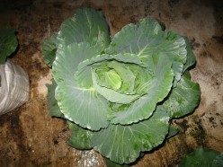Some cabbage recipes
