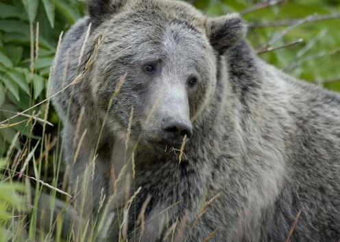 Grizzly Bear in Yellowstone National Park Ursus arctos horribilis