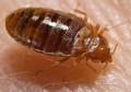 Why do we fear creatures that drink blood?