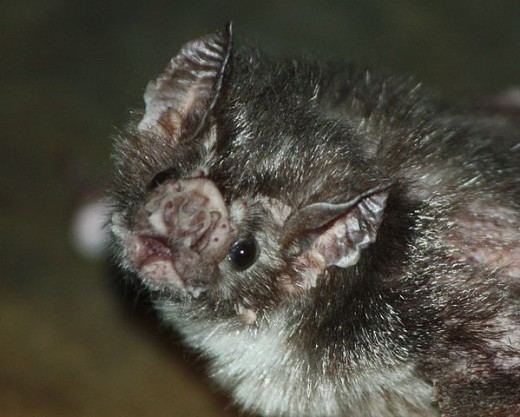 A Vampire Bat