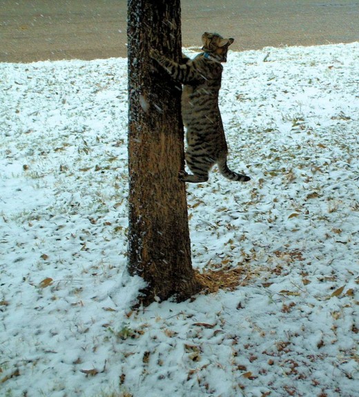 Kind of a neat trick to run half way up a tree when you have no front claws.