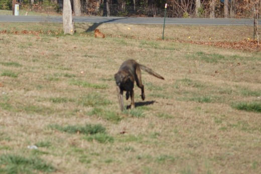 Zena at full speed 'measuring' my 2.5 acre front yard! Imagine her in a 10x10 kennel!