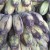 Banana (saba variety) Banana (saba variety)