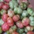 Tomatoes Tomatoes