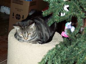 Tabby with a kitty-safe plastic ornament