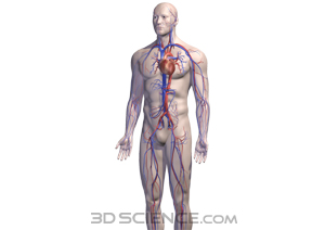 What Does Blood Do in the Circulatory System? | HubPages