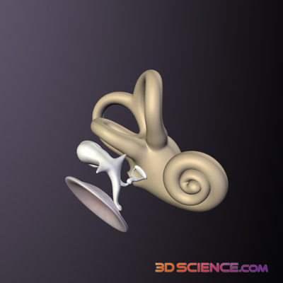 Model of the eardrum, ossicles and cochlea 