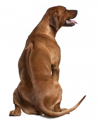 Note how the ridge of the Rhodesian Ridgeback runs from shoulders to hips.