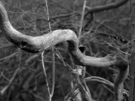 Your camera may need help focusing according to your vision of what the photo should be.