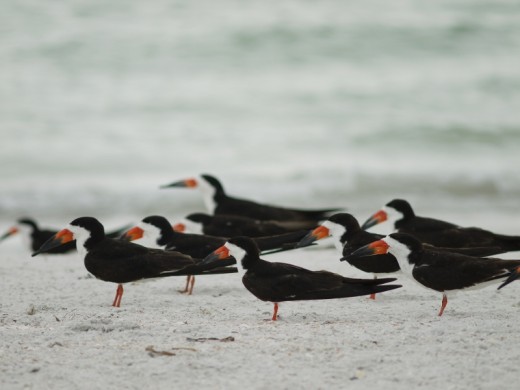 Black skimmers on the beach, Treasure island, Florida