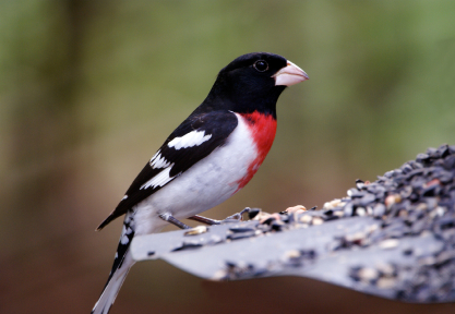 Rose Breasted Grosbeak arrives up north in early May