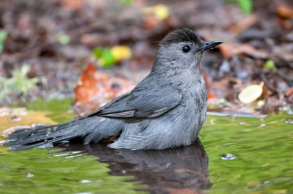 Catbirds are fond of taking many baths!  This one found a puddle after a summer rain shower.