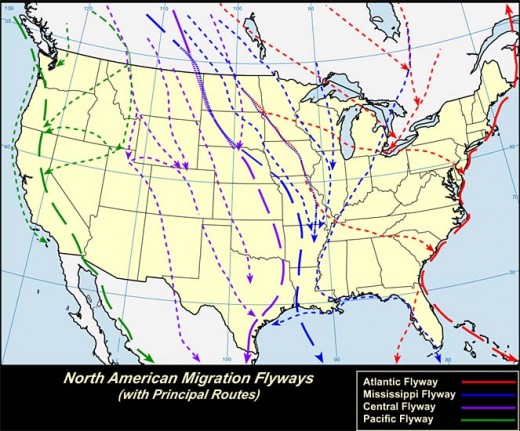 North American Migration Flyways