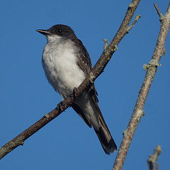 Eastern  Kingbird
