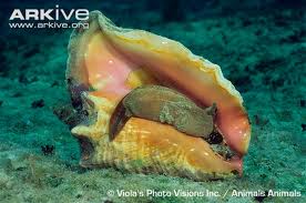The Beautiful Shell and Meaty Foot of the Queen Conch