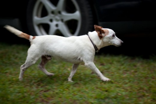 Little Man after he moved in with his Mom Barb, who he turned into a foster failure! She became his foster Mom for life!