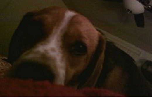 Our Beagle mix "BJ"