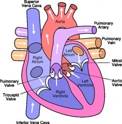 How the Heart Works: Part 1