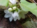 Striking North American Shrubs