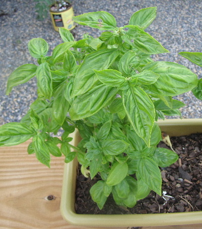 Basil is a wonderful container garden plant for kids because it is hardy and easy to germinate and to grow.