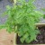 Basil is a wonderful container garden plant for kids because it is hardy and easy to germinate and to grow. Basil is a wonderful container garden plant for kids because it is hardy and easy to germinate and to grow.