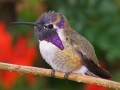 Attracting Hummingbirds: My Hummingbird Story