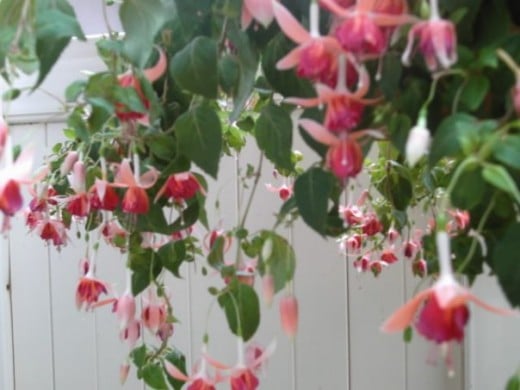 A showy, beautiful fuschia hanging on the patio.