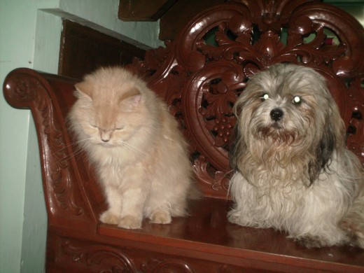 Sabrina with Daday, my 3 year-old shih tzu