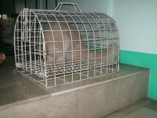 Sabrina in her 'bath cage'
