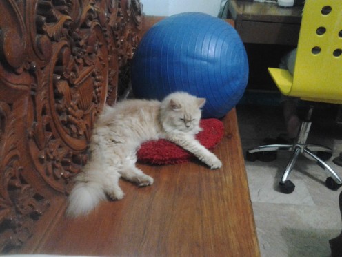 A relaxed Sabrina on her favorite pillow