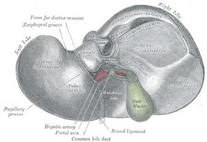 Superior view of the liver - Gray's Anatomy, 1918