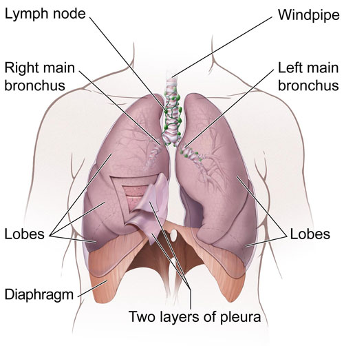 Normal Anatomy of Lungs and airways