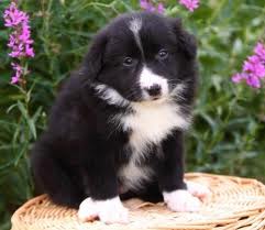 Collie