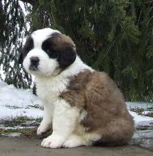 ST. Bernard