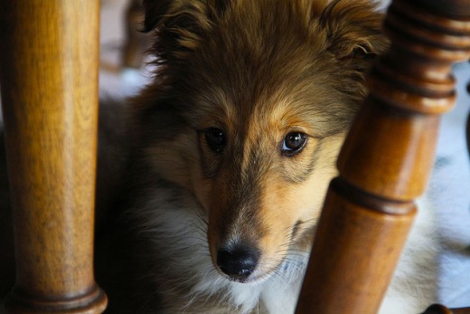 This Sheltie puppy appears to be somewhat shy!
